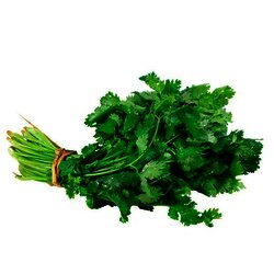 CILANTRO