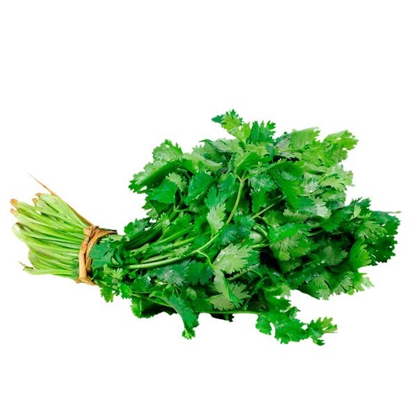 CILANTRO